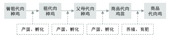 肉雞養(yǎng)殖行情